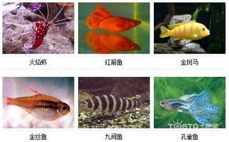 各类鱼图片及名称大全,鱼类世界名品大盘点