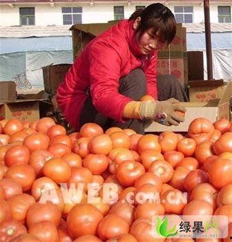 韩寺今日吊瓜价格表最新,今日行情一览