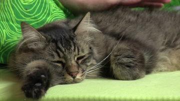 猫咪爱看的视频,揭秘它们最爱的视频内容