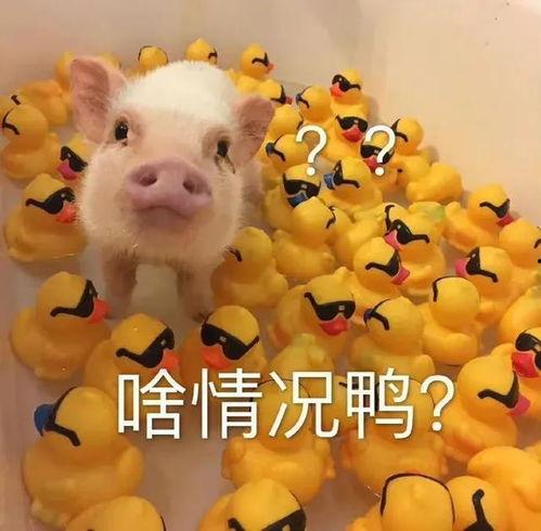 猪头吃瓜爆料图片表情包,趣味横生，笑料百出