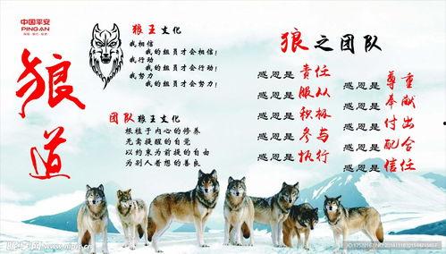 狼道图片,丛林法则下的生存智慧