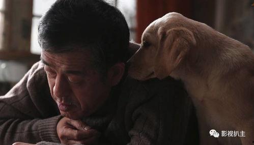 忠爱无言电影在线观看,感人至深的动物情感故事，在线观看感动人心