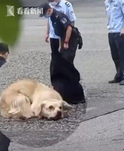 狗救人视频,感人瞬间见证生命奇迹
