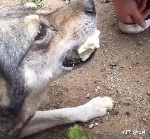 狗救人视频,感人瞬间见证生命奇迹