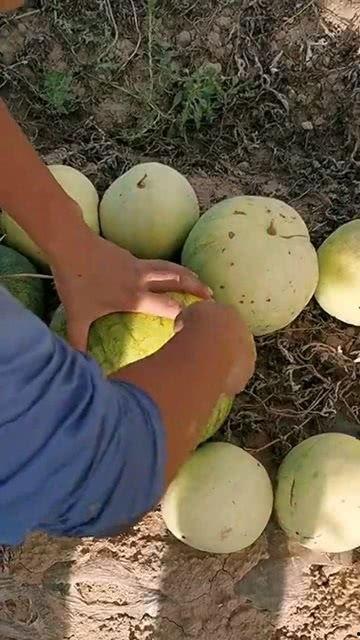 瓜里的籽有点黑可以吃吗