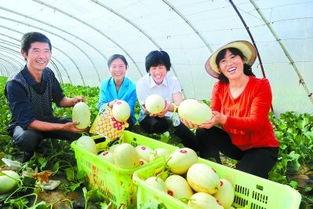 今日皋兰白兰瓜新闻,皋兰县白兰瓜丰收季，品质提升助力乡村振兴