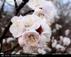 杏花图片大全大图,春意盎然的美丽画卷