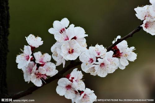 杏花图片大全大图,春意盎然的美丽画卷