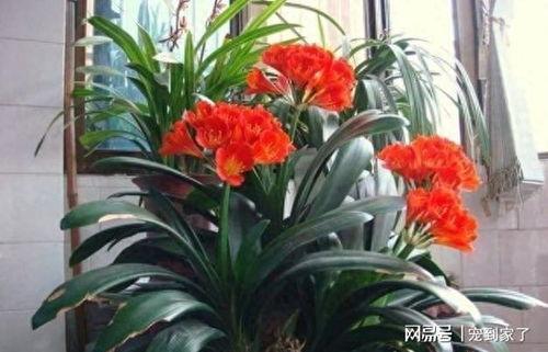 君子兰开花图片,自然之美与和谐之韵