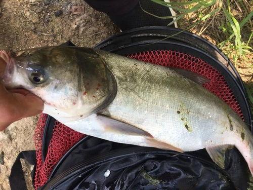 钓鲢鳙调漂视频,钓鲢鳙调漂技巧全解析